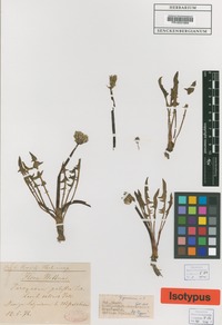 Isotype of Taraxacum germanicum Soest [family ASTERACEAE]