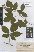 Isotype of Rubus silvaticus Weihe & Nees forma aphyllostachys F. Kretzer ex Baen. [family ROSACEAE]