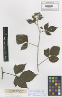 Filed as Rubus rudis Weihe [family ROSACEAE]