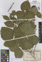 Type of Rubus scaber Weihe & Nees var. sursumnitens Kupcsok [family ROSACEAE]