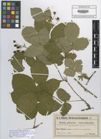 Isotype of Rubus plicatus x macrophyllus Utsch in Baen. [family ROSACEAE]