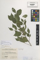 Paratype of Canthium sidamense Cufod. [family RUBIACEAE]