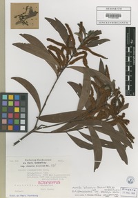 Isolectotype of Acacia leiocalyx (Domin) Pedley [family FABACEAE]