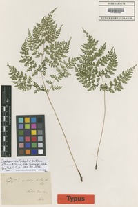 Syntype of Cystopteris sudetica A. Braun ex Milde [family WOODSIACEAE]