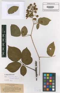 Syntype of Rubus omalodontos P.J. Müll. & Wirtg. [family ROSACEAE]
