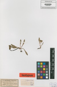 Isotype of Taraxacum turfosum (Sch. Bip.) Soest [family ASTERACEAE]