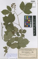 Type of Rubus hanovrensis Sudre [family ROSACEAE]
