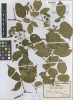 Type of Rubus scaber Weihe & Nees var. mitior Kupcsok [family ROSACEAE]