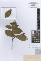 Syntype of Nauclea cumingiana Vidal [family RUBIACEAE]