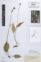 Isotype of Hieracium diaphanoides Lindeb. subsp. vogesorum Zahn [family ASTERACEAE]