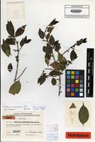 Holotype of Canthium sidamense Cufod. [family RUBIACEAE]