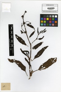 Filed as Rumex nepalensis Spreng. [family POLYGONACEAE]
