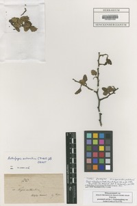 Type of Nothofagus antarctica (G. Forst.) Oerst. [family FAGACEAE]