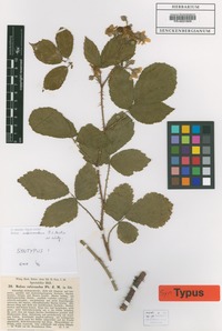 Syntype of Rubus omalodontos P.J. Müll. & Wirtg. [family ROSACEAE]