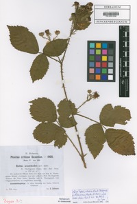 Filed as Rubus acanthodes H. Hofm. [family ROSACEAE]