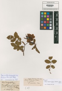 Type of Rosa trachyphylla A. Rau [family ROSACEAE]