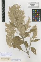 Type of Iresine cassiniiformis S. Schauer [family AMARANTHACEAE]