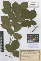 Type of Rubus hanovrensis Sudre [family ROSACEAE]