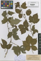 Isotype of Rubus vigorosus P.J. Müll & Wirtg. [family ROSACEAE]