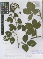 Filed as Rubus schlechtendaliiformis H. E. Weber [family ROSACEAE]