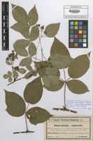 Isotype of Rubus sulcatus x suberectus Utsch in Baen. [family ROSACEAE]