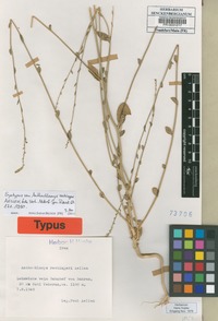Syntype of Anthochlamys rechingeri Aellen [family CHENOPODIACEAE]