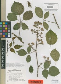 Isotype of Rubus schnedleri H.E. Weber [family ROSACEAE]