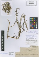 Paratype of Dendrophthora martinicensis Kuijt [family VISCACEAE]