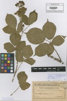 Isotype of Rubus pyramidalis Kaltenb. forma vestita F. Kretzer ex Baen. [family ROSACEAE]