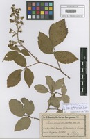 Filed as Rubus divaricatus Holuby [family ROSACEAE]