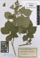 Isotype of Rubus cordifolius x infestus F. Kretzer ex Baen. [family ROSACEAE]