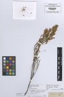 Type? of Erica lutea P. J. Bergius var. albiflora Klotzsch [family ERICACEAE]