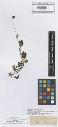 Type of Acaena anserinifolia (J.R. Forst. & G. Forst.) Druce [family ROSACEAE]