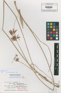 Filed as Cyperus rotundus L. var. amaliae C.B. Clarke [family CYPERACEAE]