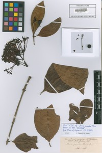 Isotype of Ixora jucunda Thwaites [family RUBIACEAE]