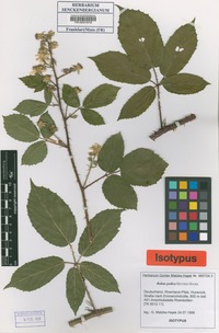 Isotype of Rubus pedica Matzk. [family ROSACEAE]