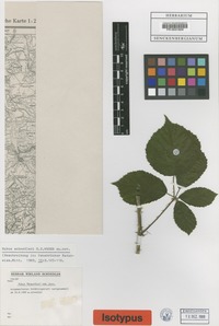 Isotype of Rubus schnedleri H.E. Weber [family ROSACEAE]