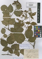 Type of Rubus eideranus (K. Frid.) H. E. Weber [family ROSACEAE]