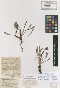 Isotype of Taraxacum pollichii Soest [family ASTERACEAE]
