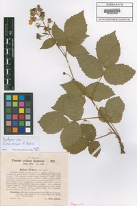 Isotype of Rubus sieberi H. Hofm. [family ROSACEAE]