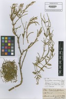 Isotype of Dendrophthora martinicensis Kuijt [family VISCACEAE]