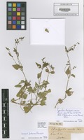 Type? of Adenocline acuta (Thunb.) Baill. [family EUPHORBIACEAE]