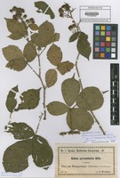 Filed as Rubus pyramidalis Kaltenb. forma aprica F. Kretzer ex Baen.? [family ROSACEAE]