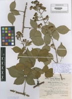 Filed as Rubus rhombifolius Weihe var. saxonicus (H. Hofm.) H. Hofm. [family ROSACEAE]
