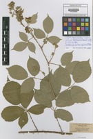 Syntype of Rubus casparyi Wirtg. ex Focke [family ROSACEAE]