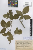 Isotype of Rubus plicatus x hypomalacus F. Kretzer ex Baen. [family ROSACEAE]