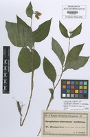 Filed as Symphytum tuberosum l. x cordatum waldst. & kit. Baen. [family BORAGINACEAE]