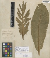 Type of Armoracia rusticana G. Gaertn., B. Mey. & Scherb. [family BRASSICACEAE]