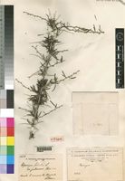 Syntype of Asparagus falcatus L. var. pubescens Chiov. [family ASPARAGACEAE]