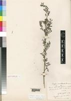 Isotype of Indigofera commiphoroides Chiov. [family LEGUMINOSAE]